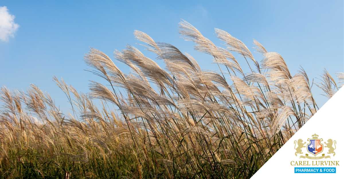 BlackSatino: het bewijs dat duurzaamheid, comfort en een mooi design hand in hand kunnen gaan