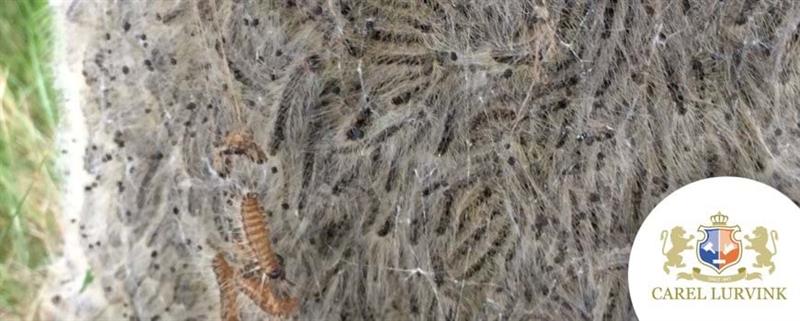 Heldere werkinstructies en verbeterde PBM’s zorgen voor gezonde en veilige werksituatie bij verwijdering van de eikenprocessierups