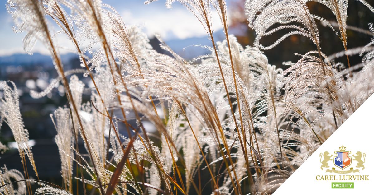 Miscanthus als duurzame papiersoort