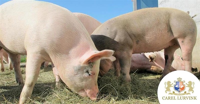 Afrikaanse varkenspest